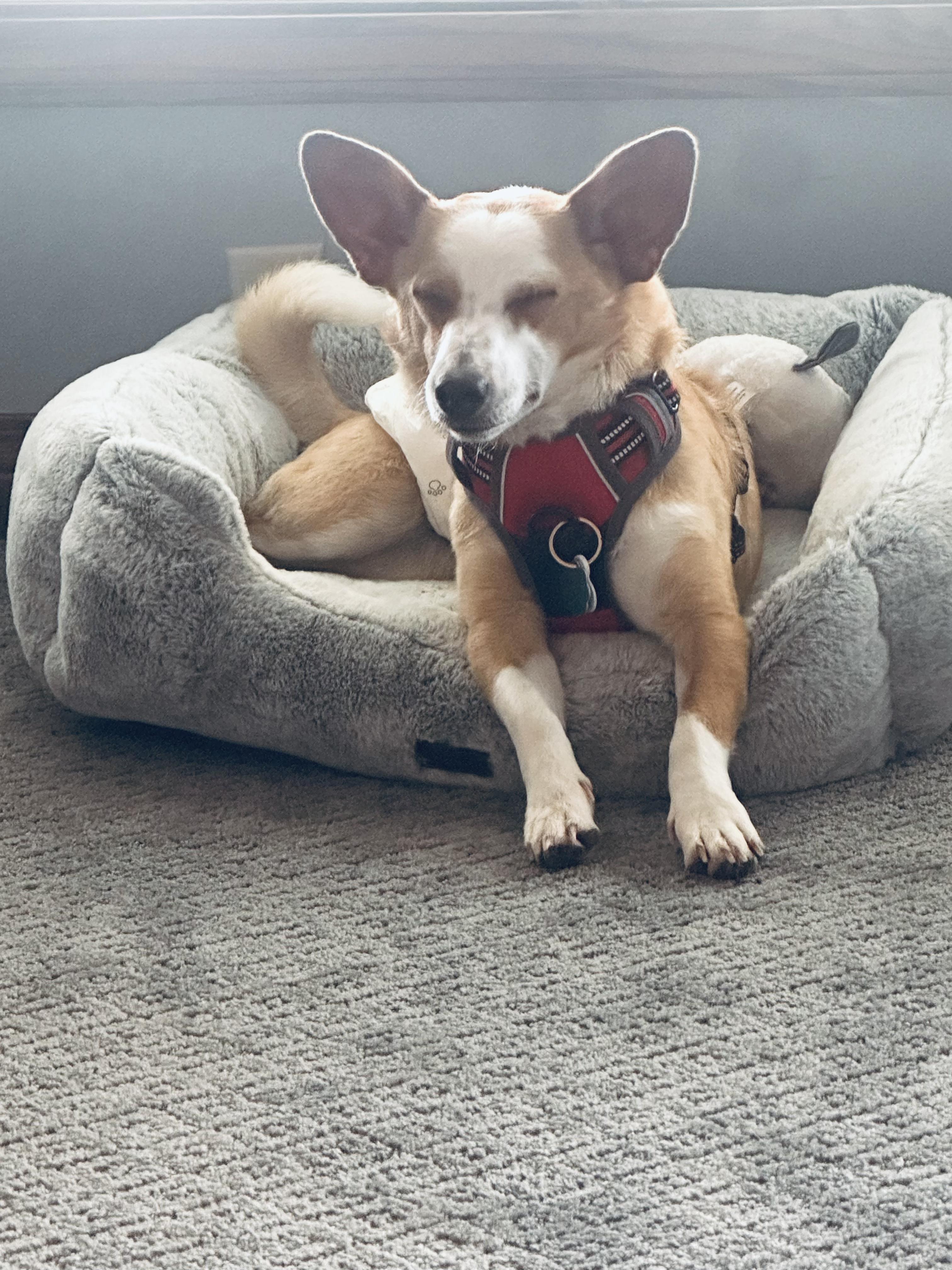 Rhett Butler thumbnail 4