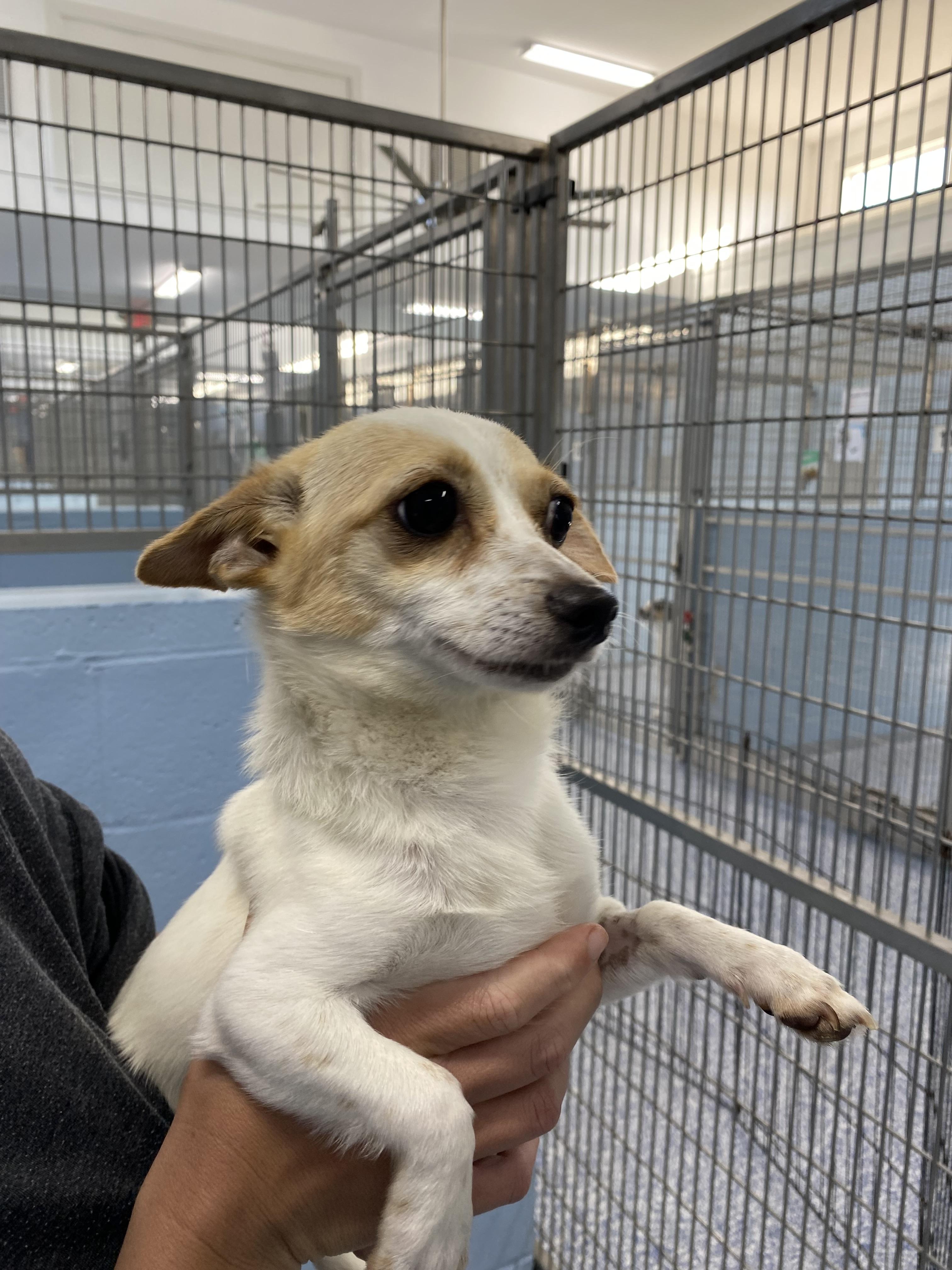 Enlarge Lina, a Adoptable mixed breed in Winnabow, NC image 1/4