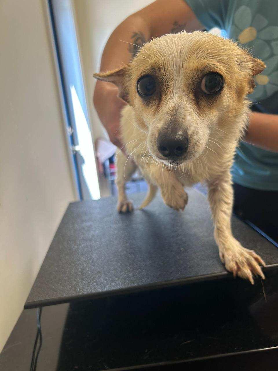 Enlarge Lina, a Adoptable mixed breed in Winnabow, NC image 2/4