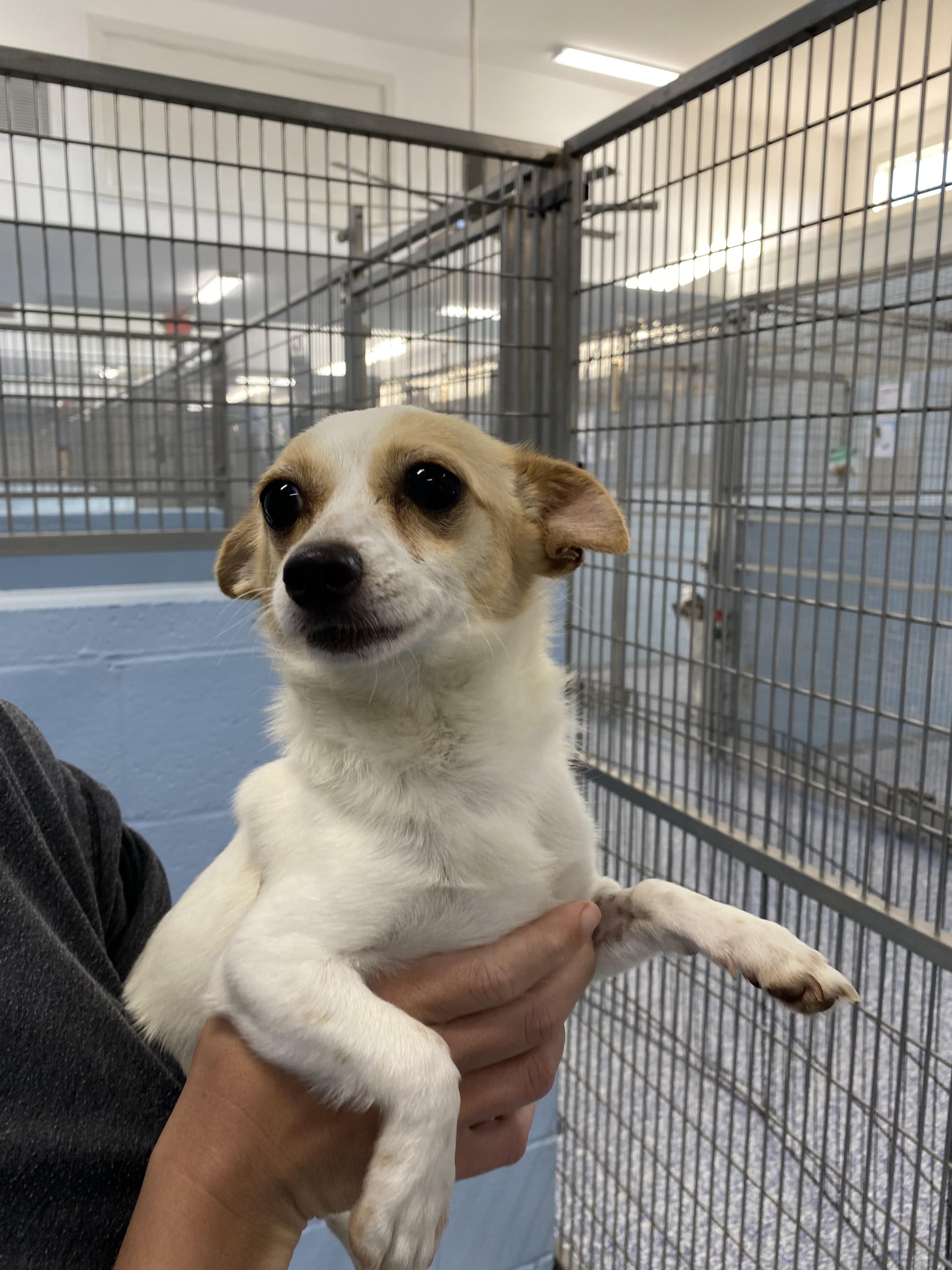 Enlarge Lina, a Adoptable mixed breed in Winnabow, NC image 3/4