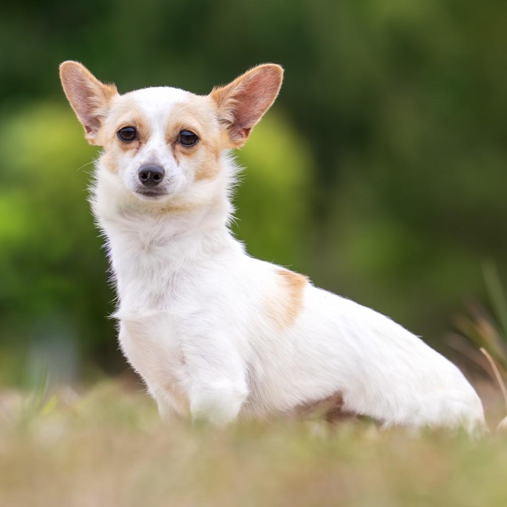 Enlarge Lina, a Adoptable mixed breed in Winnabow, NC image 1/1