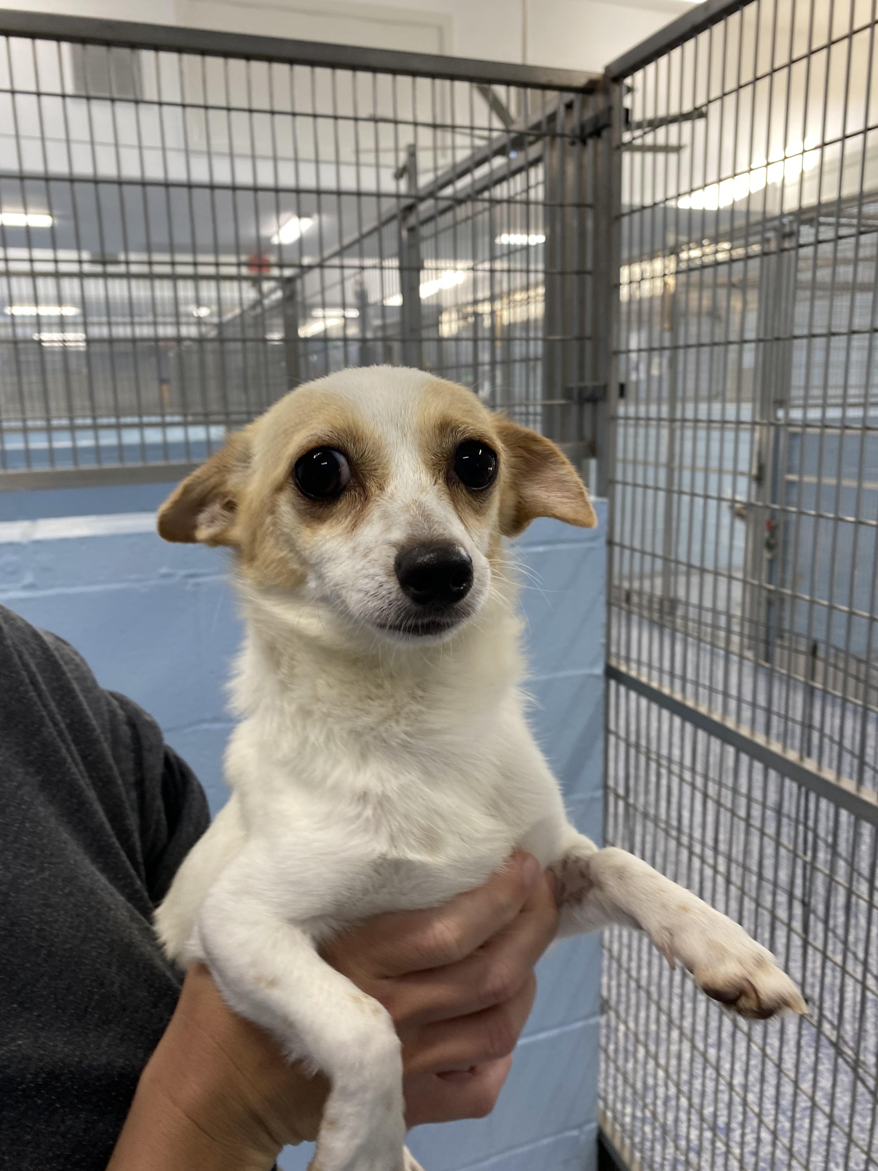 Enlarge Lina, a Adoptable mixed breed in Winnabow, NC image 4/4