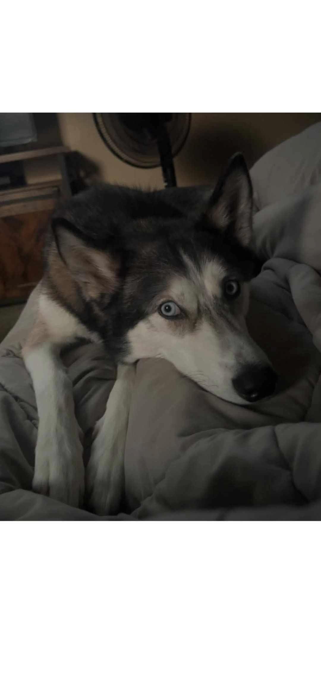 Ellie Mae, Adoptable, Adult Female Siberian Husky.