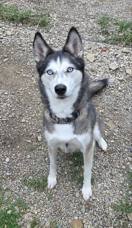 Ellie Mae, a Adoptable Siberian Husky in Woodsfield, OH image 2/3