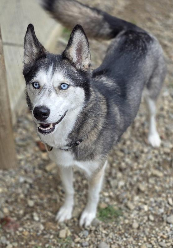 Ellie Mae, a Adoptable Siberian Husky in Woodsfield, OH image 3/3