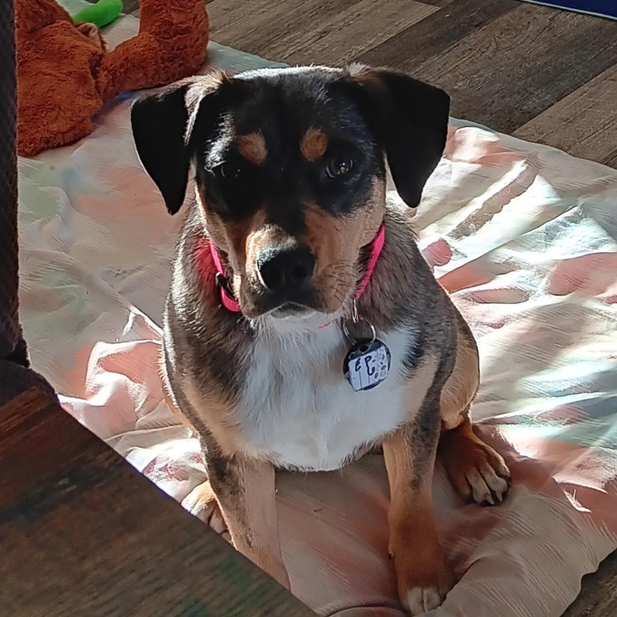 Twix, Adopted, Young Female Australian Cattle Dog / Blue Heeler.