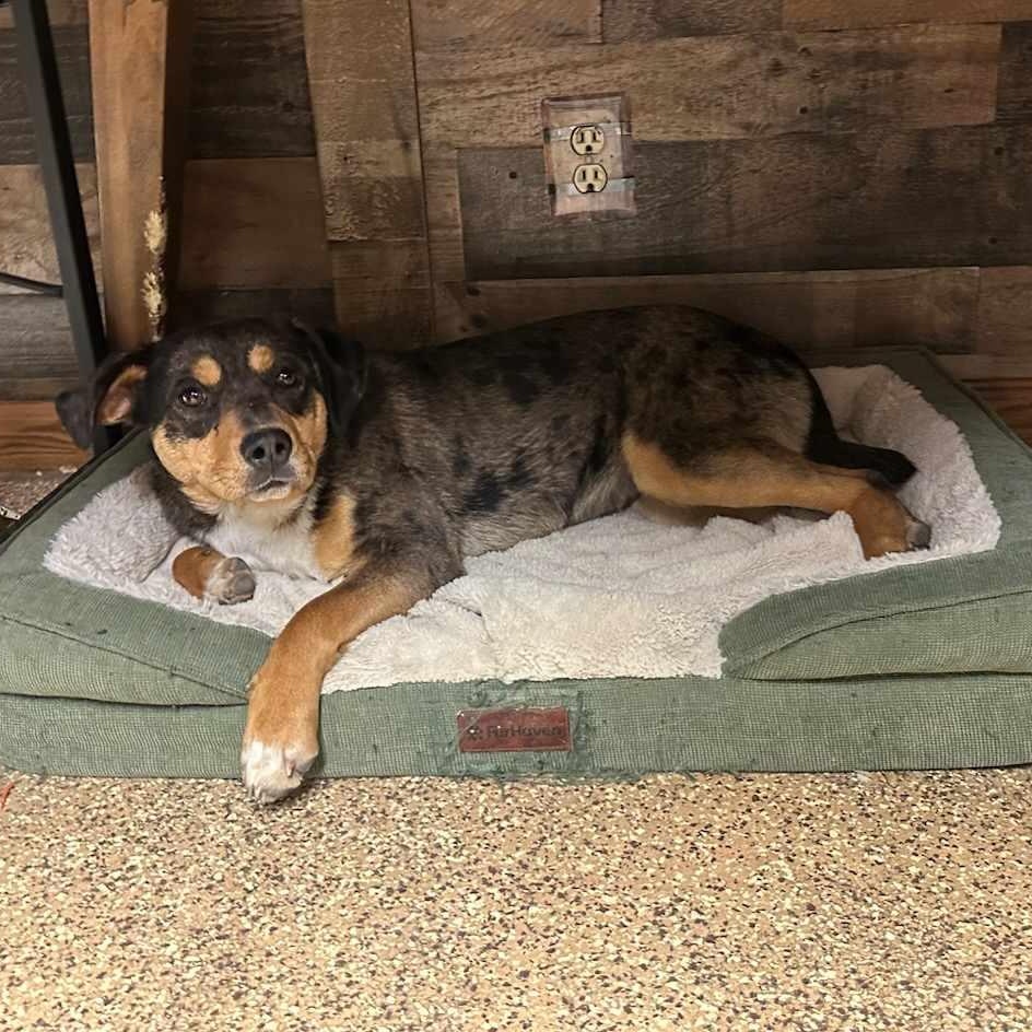 Enlarge Twix, a Adopted mixed breed in Carlin, NV image 3/4