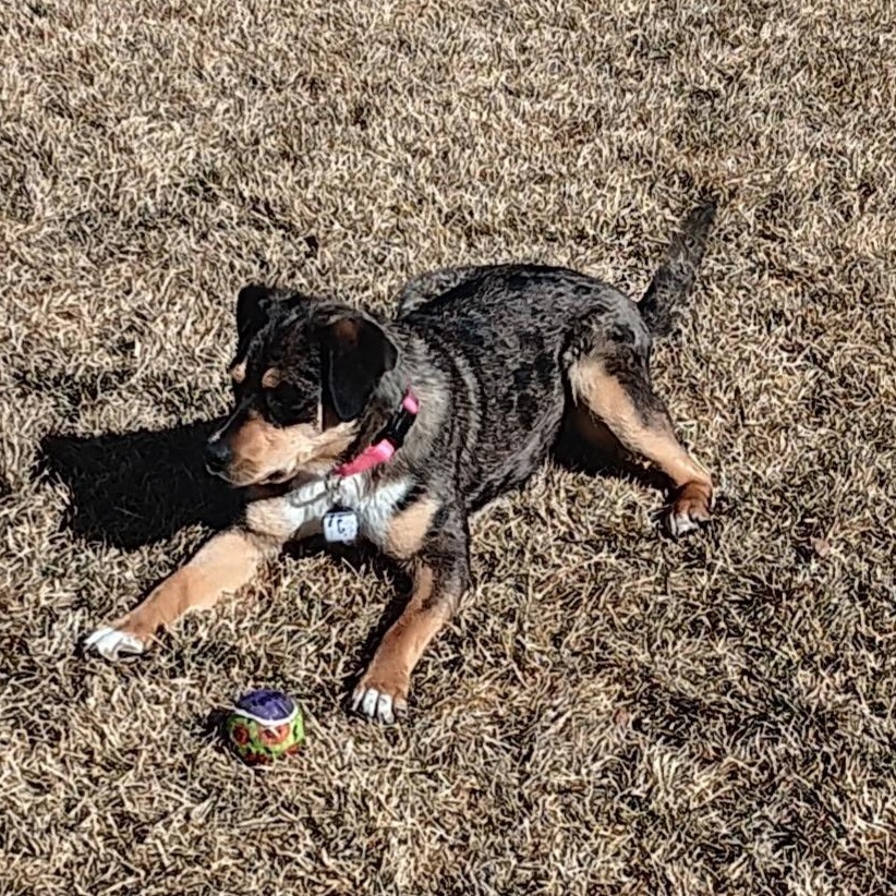 Enlarge Twix, a Adopted mixed breed in Carlin, NV image 2/4