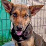 Marnie, Adult Female Shepherd