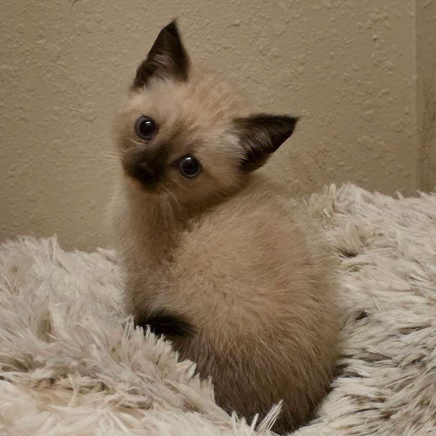 Rand, adopted, Kitten Female American Shorthair & Siamese.