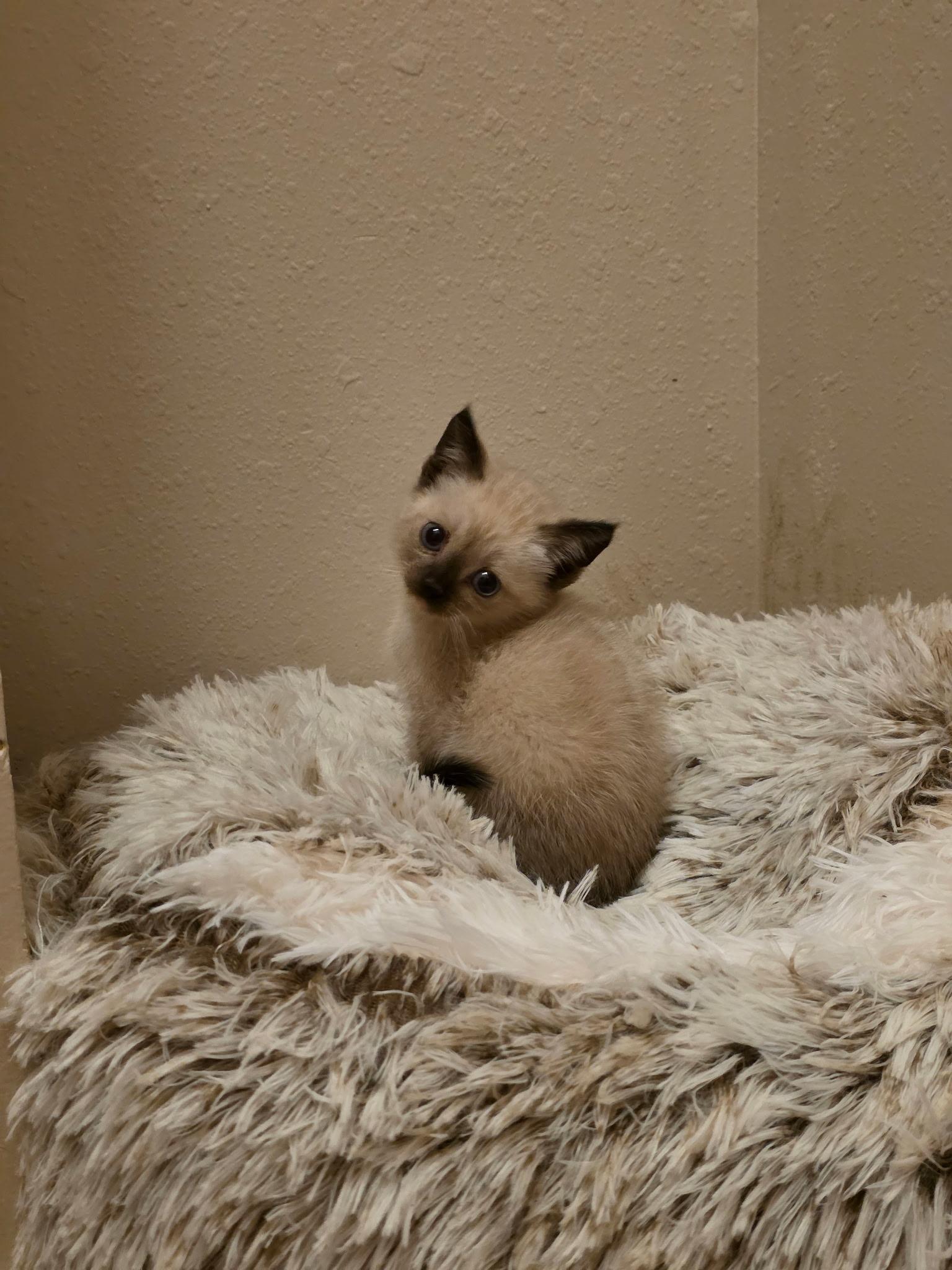 Enlarge Egwene, a Adoptable mixed breed in Houston, TX image 4/6