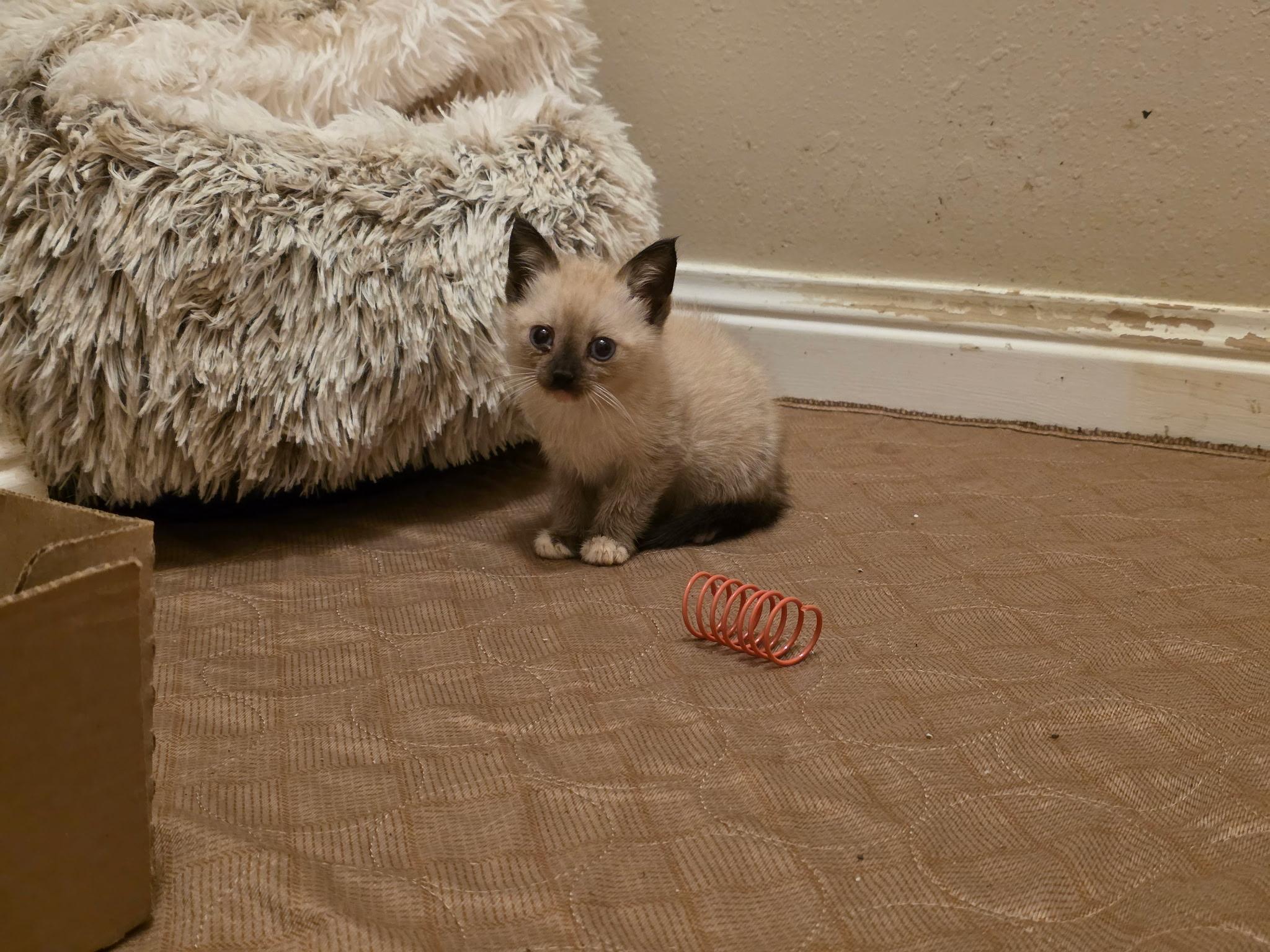 Enlarge Egwene, a Adoptable mixed breed in Houston, TX image 2/6