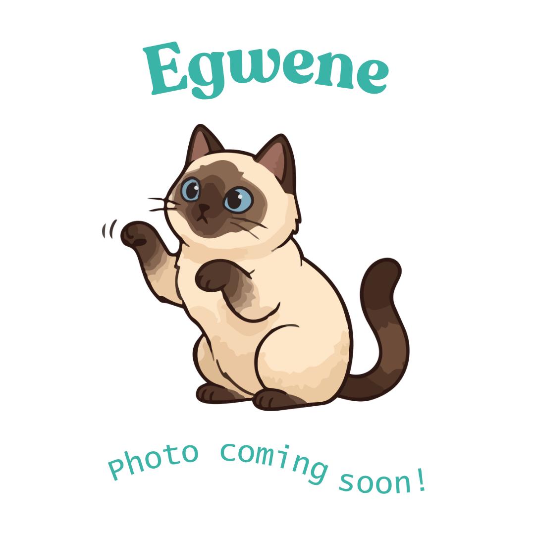 Egwene, Adoptable, Kitten Female American Shorthair & Siamese.