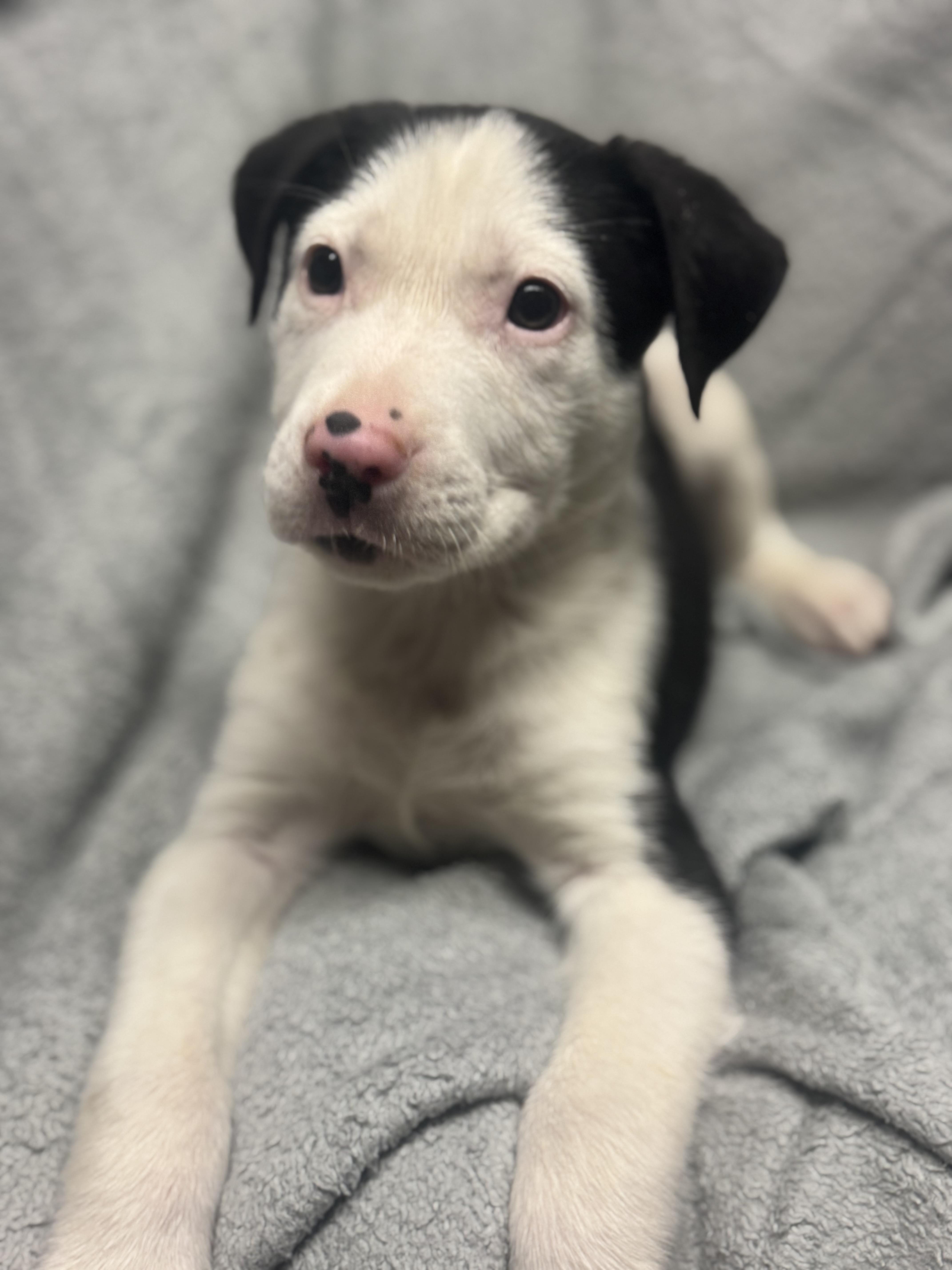 Jimmy Crack Corn , a ADOPTABLE Mixed Breed in Fredericksburg, VA image 3/3
