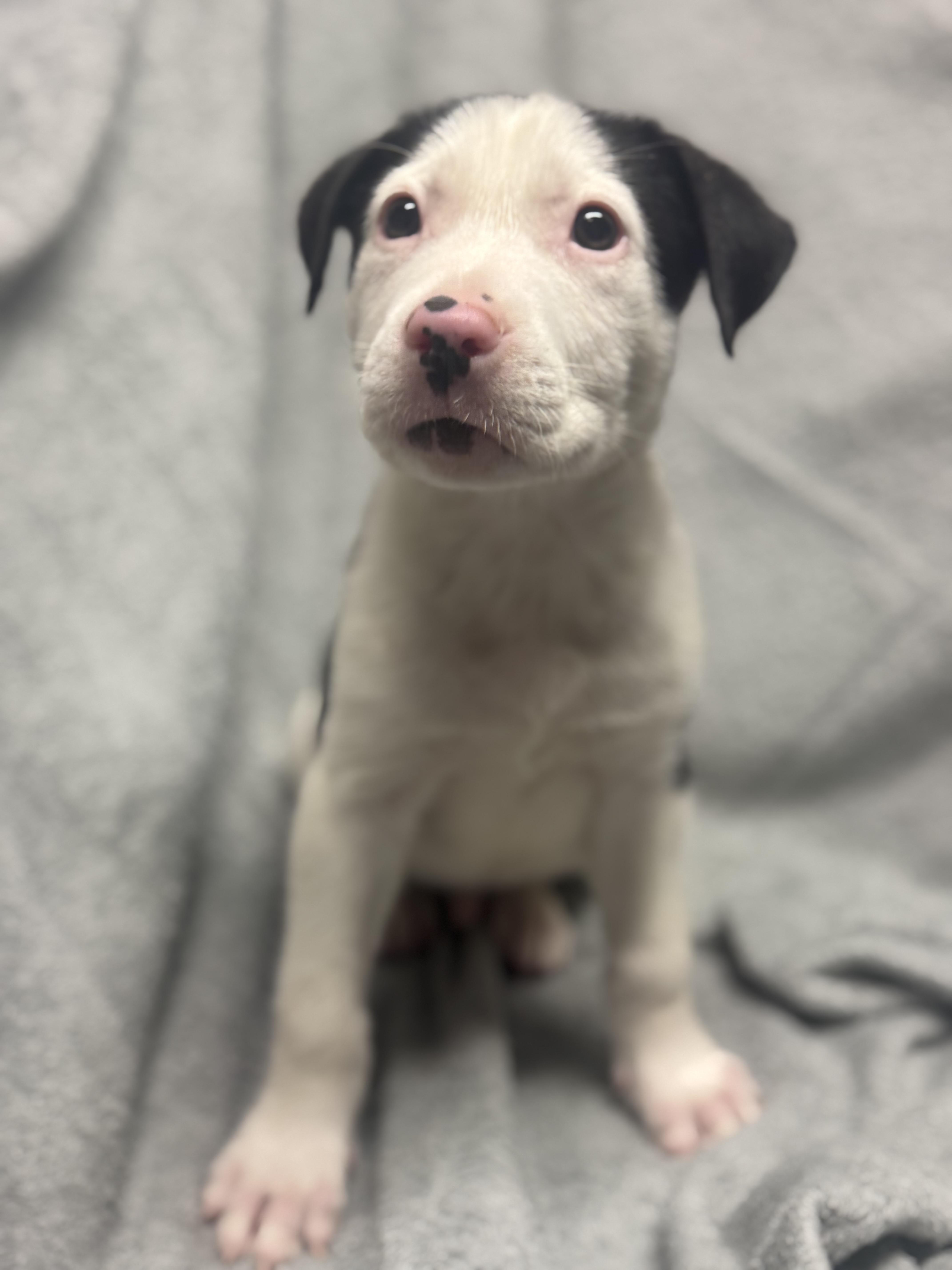 Jimmy Crack Corn , a ADOPTABLE Mixed Breed in Fredericksburg, VA image 2/3