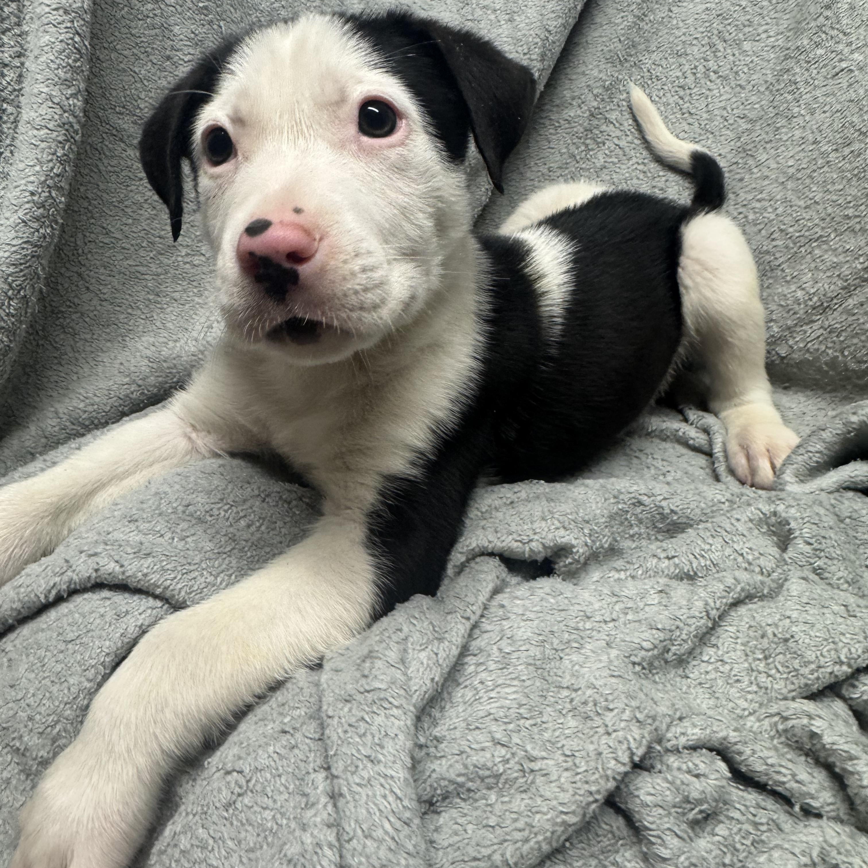 Jimmy Crack Corn , a ADOPTABLE Mixed Breed in Fredericksburg, VA image 1/3