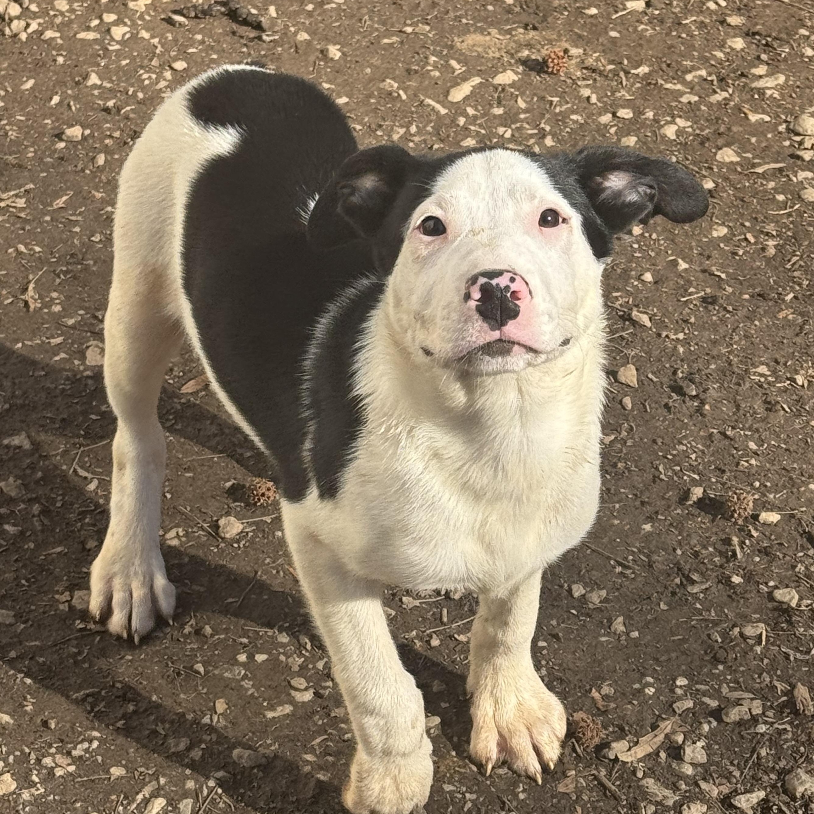Enlarge Jimmy Crack Corn , an adoptable Mixed Breed in Fredericksburg, VA image 2/3