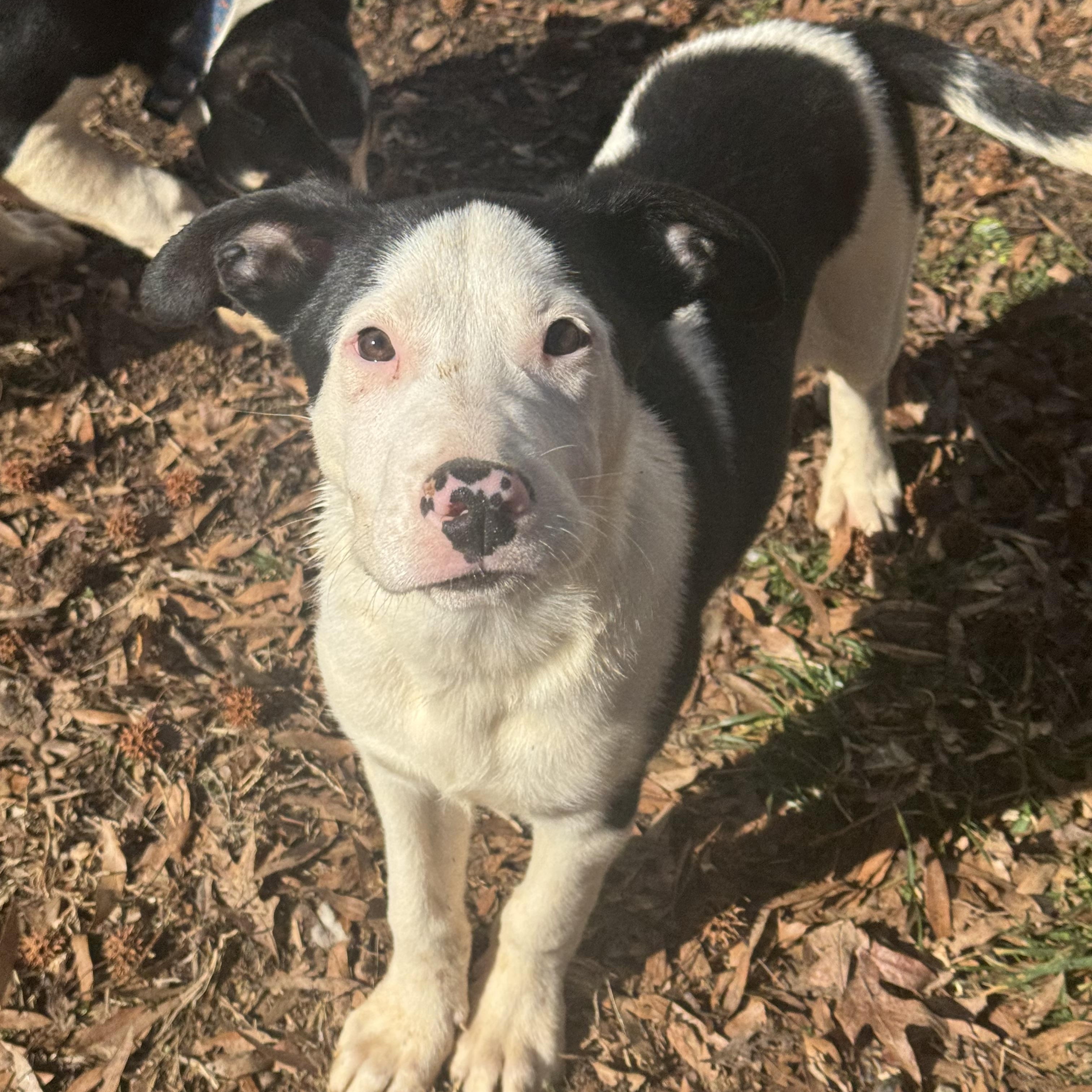 Enlarge Jimmy Crack Corn , an adoptable Mixed Breed in Fredericksburg, VA image 3/3