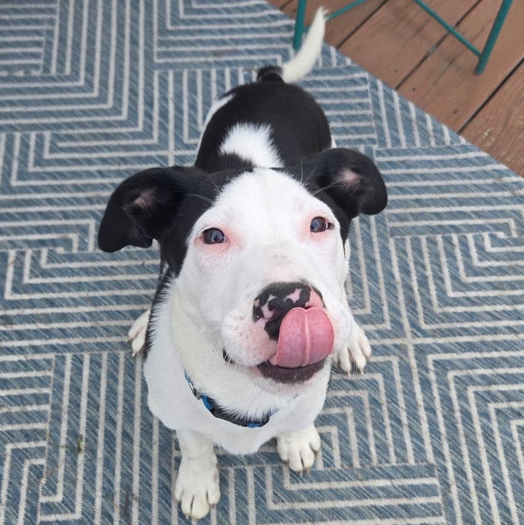 Jimmy Crack Corn , adoptable, Puppy Male Mixed Breed.