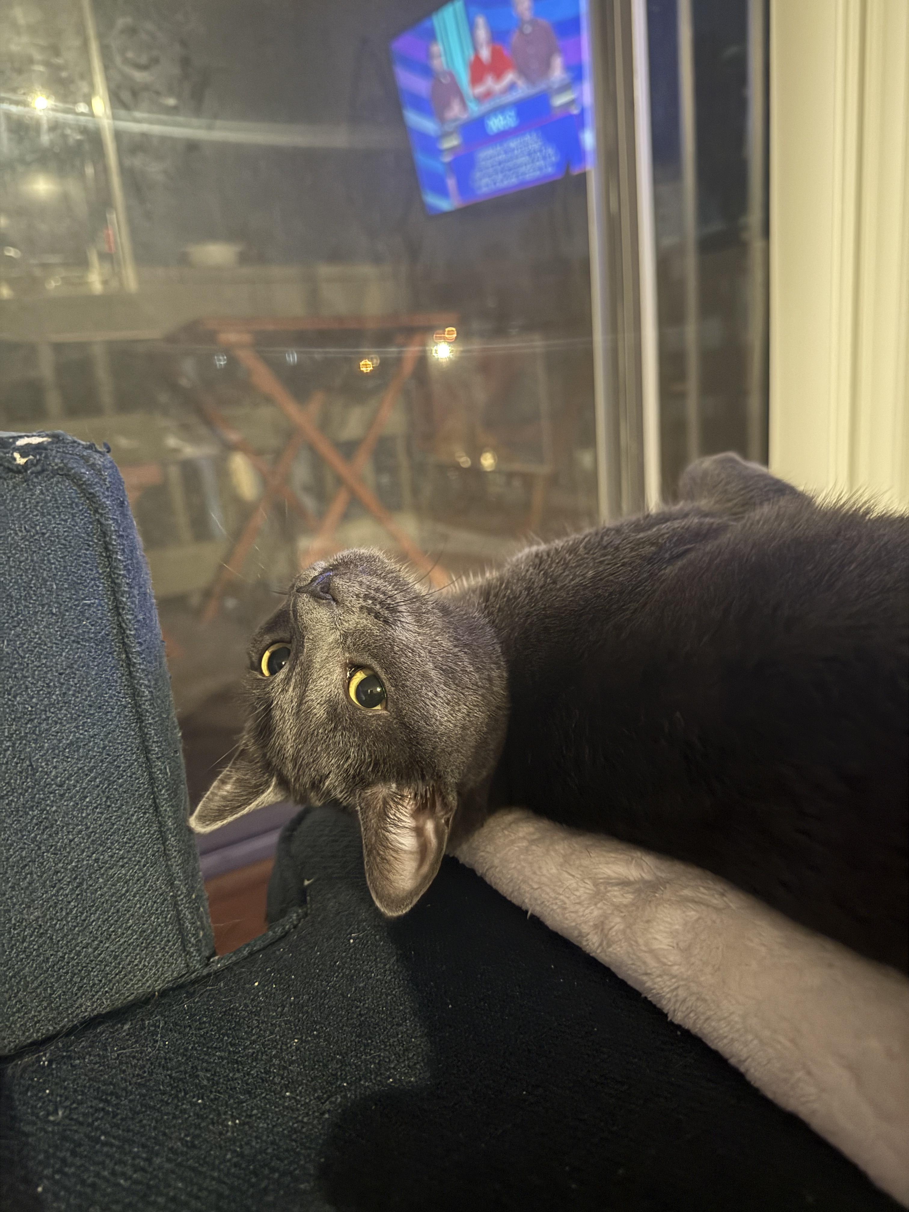 Enlarge Alexis, a Adopted Russian Blue in Santa Monica, CA image 1/4