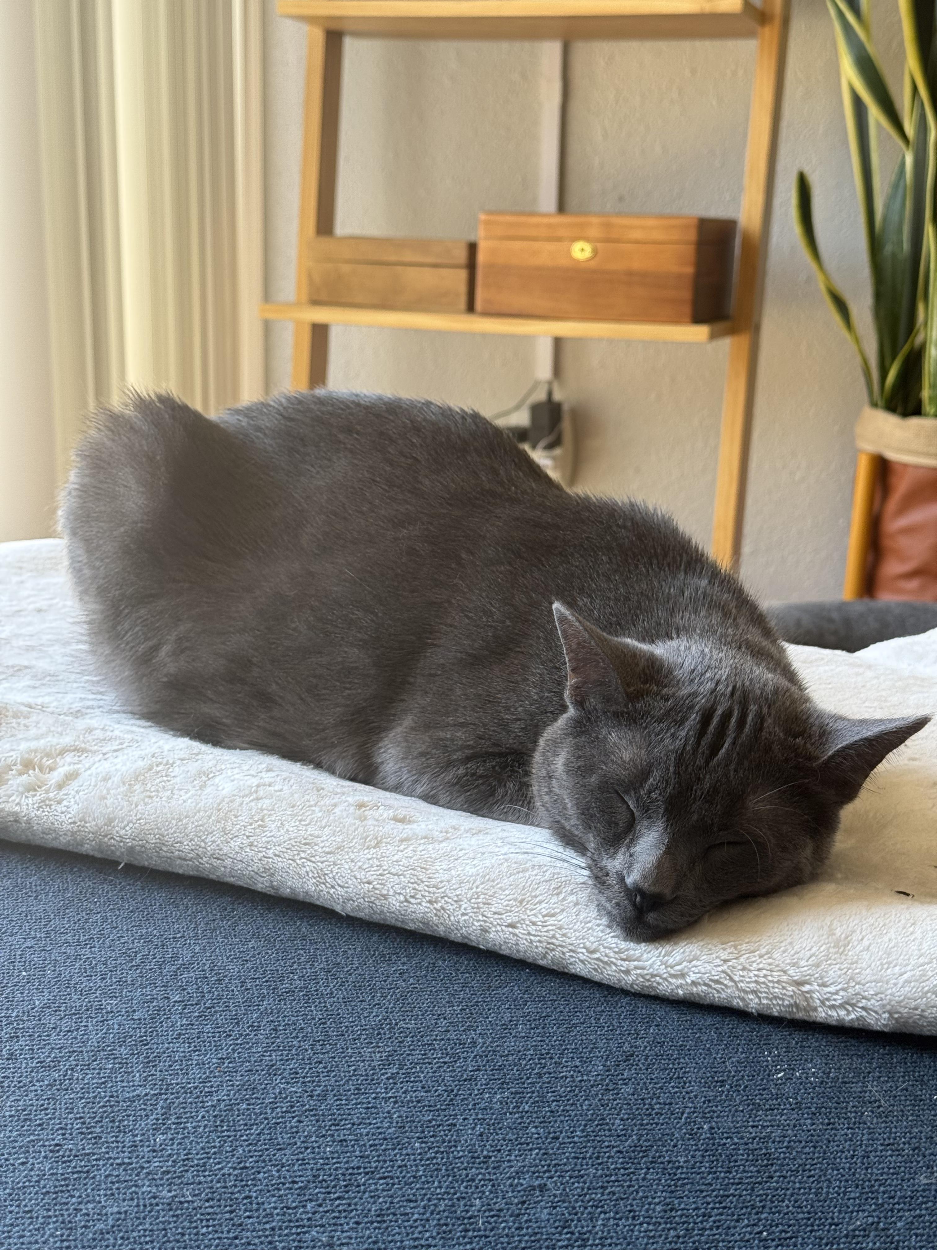 Enlarge Alexis, a Adopted Russian Blue in Santa Monica, CA image 3/4