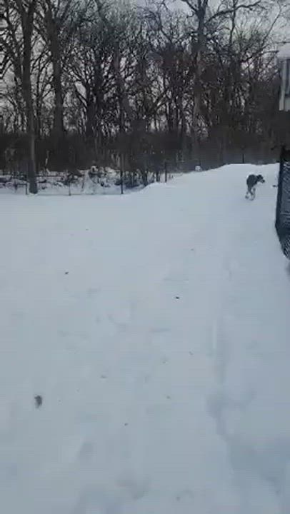 Enlarge Ruger, a Adopted mixed breed in Mahtomedi, MN video 5/9