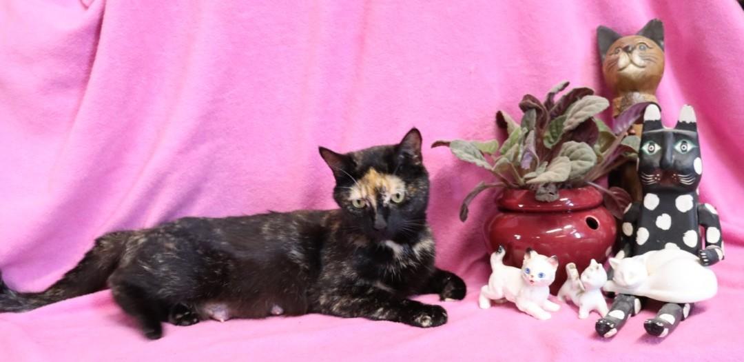 Enlarge Phoenix, a ADOPTABLE Tortoiseshell in Hagerstown, MD image 4/5