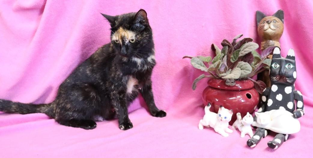 Enlarge Phoenix, a ADOPTABLE Tortoiseshell in Hagerstown, MD image 3/5