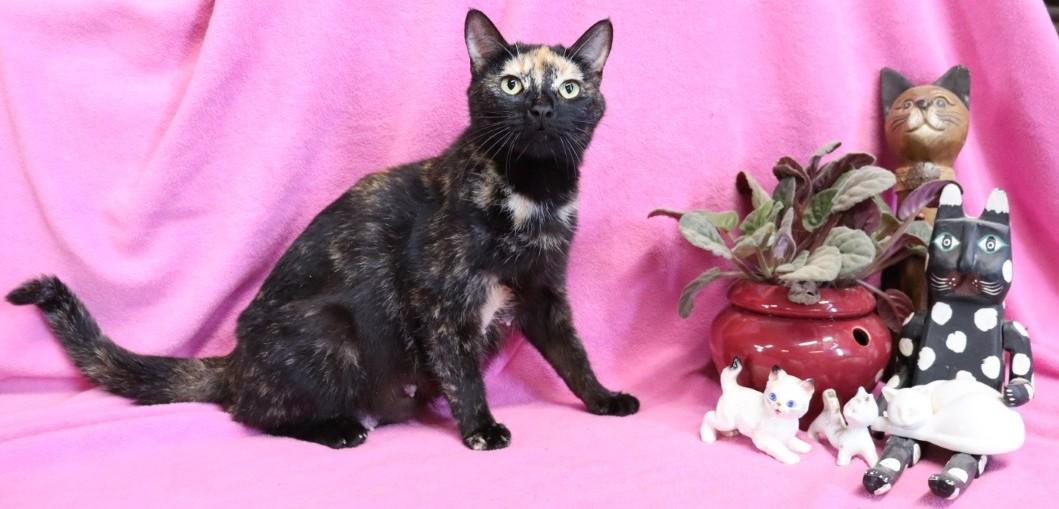 Enlarge Phoenix, a ADOPTABLE Tortoiseshell in Hagerstown, MD image 1/5