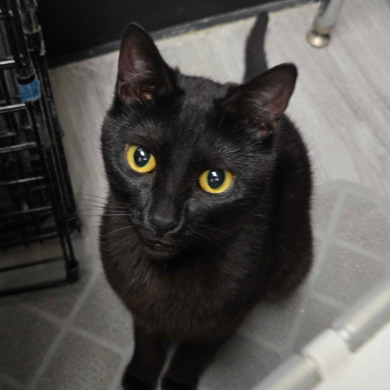 Autumn , a ADOPTABLE Domestic Short Hair in Pacific Palisades, CA image 1/2
