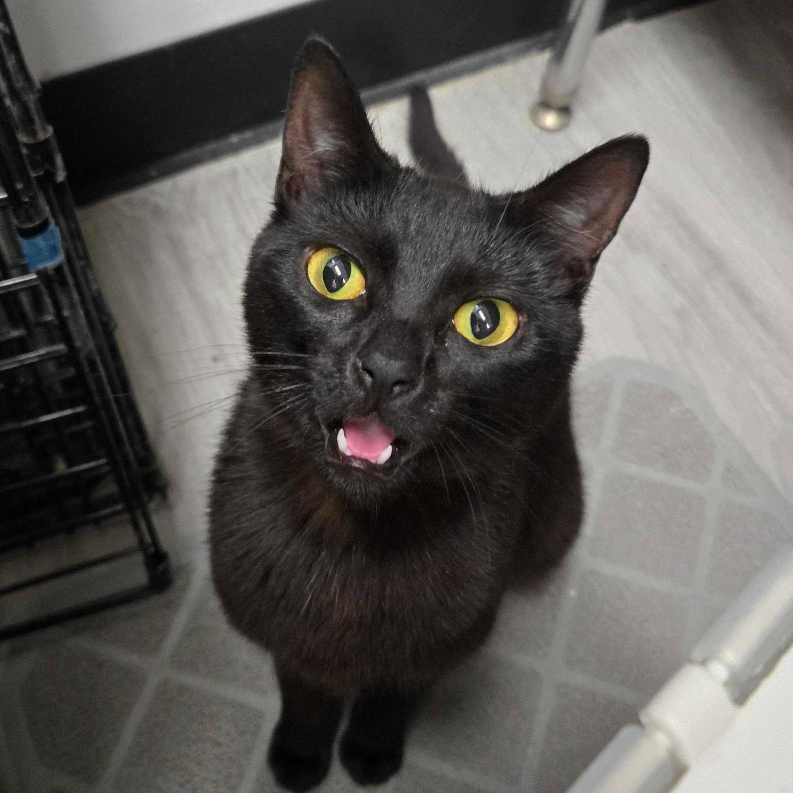Autumn , a ADOPTABLE Domestic Short Hair in Pacific Palisades, CA image 2/2