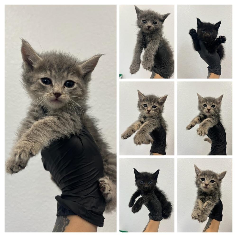 Emirates, a Adoptable Domestic Medium Hair in Pacifica, CA image 1/2