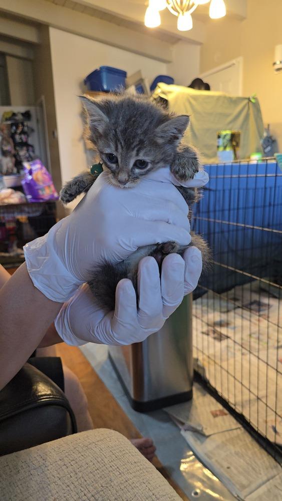 Emirates, a Adoptable Domestic Medium Hair in Pacifica, CA image 2/2