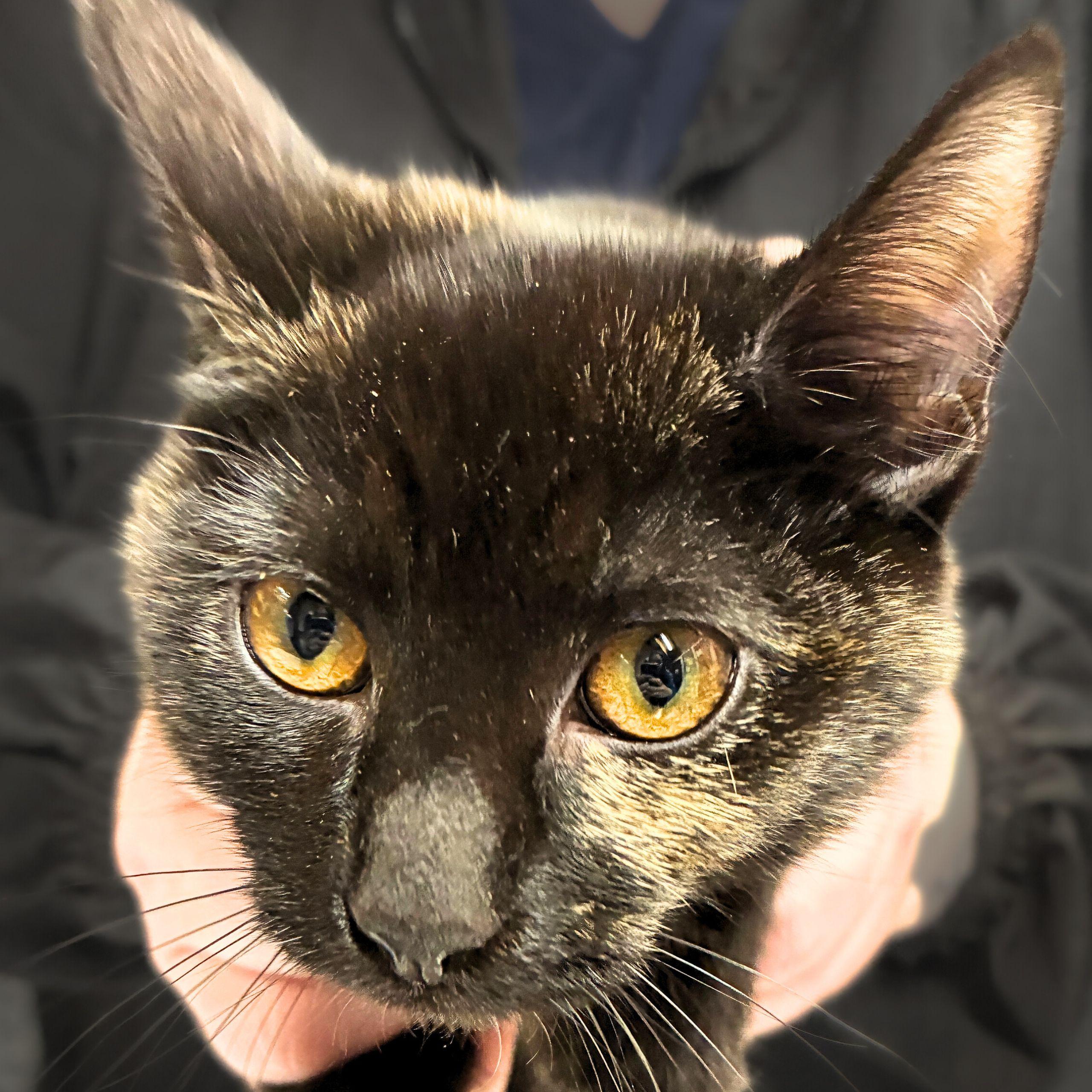 Enlarge Mocha, a Adopted mixed breed in Santa Fe, NM image 1/2