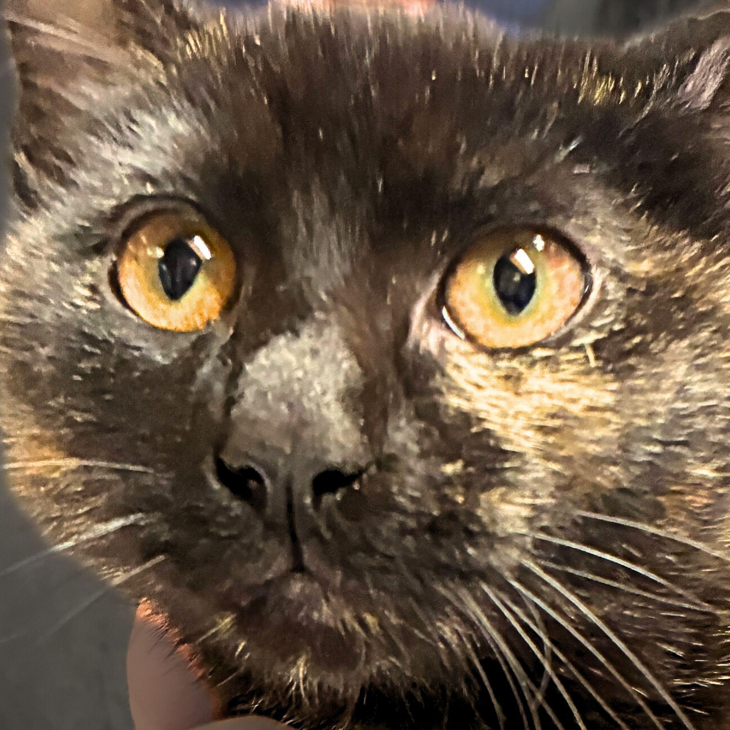 Enlarge Mocha, a Adopted mixed breed in Santa Fe, NM image 2/2