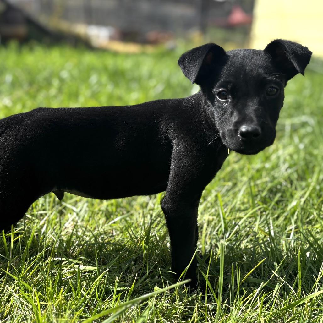 Volar, Adoptable, Puppy Male Labrador Retriever & Australian Cattle Dog / Blue Heeler.