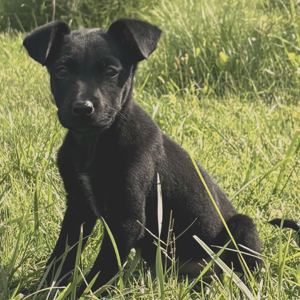Enlarge Volar, a Adoptable mixed breed in West Richland, WA image 2/4