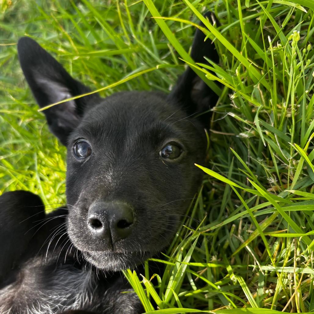 Enlarge Volar, a Adoptable mixed breed in West Richland, WA image 3/4