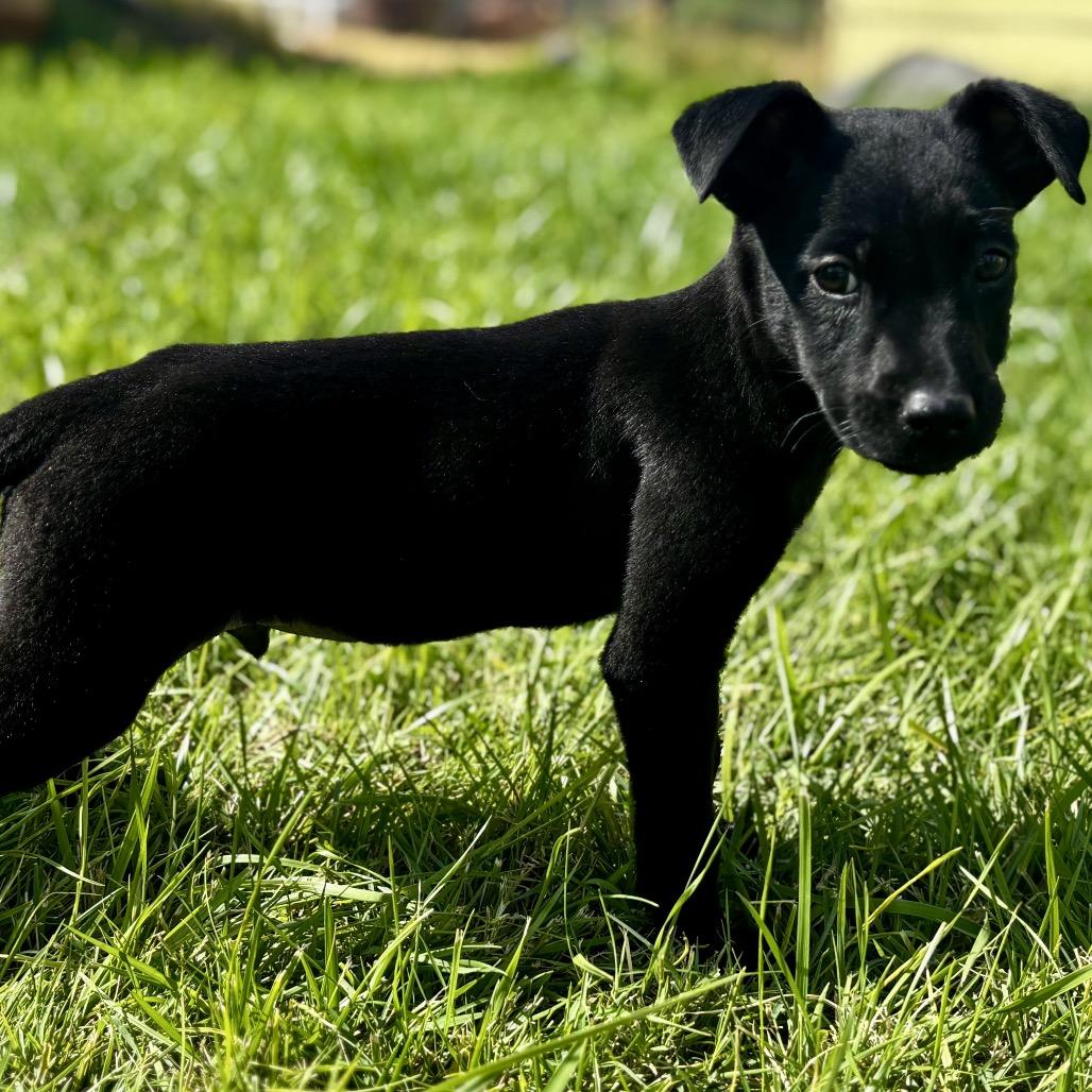 Enlarge Volar, a Adoptable mixed breed in West Richland, WA image 4/4