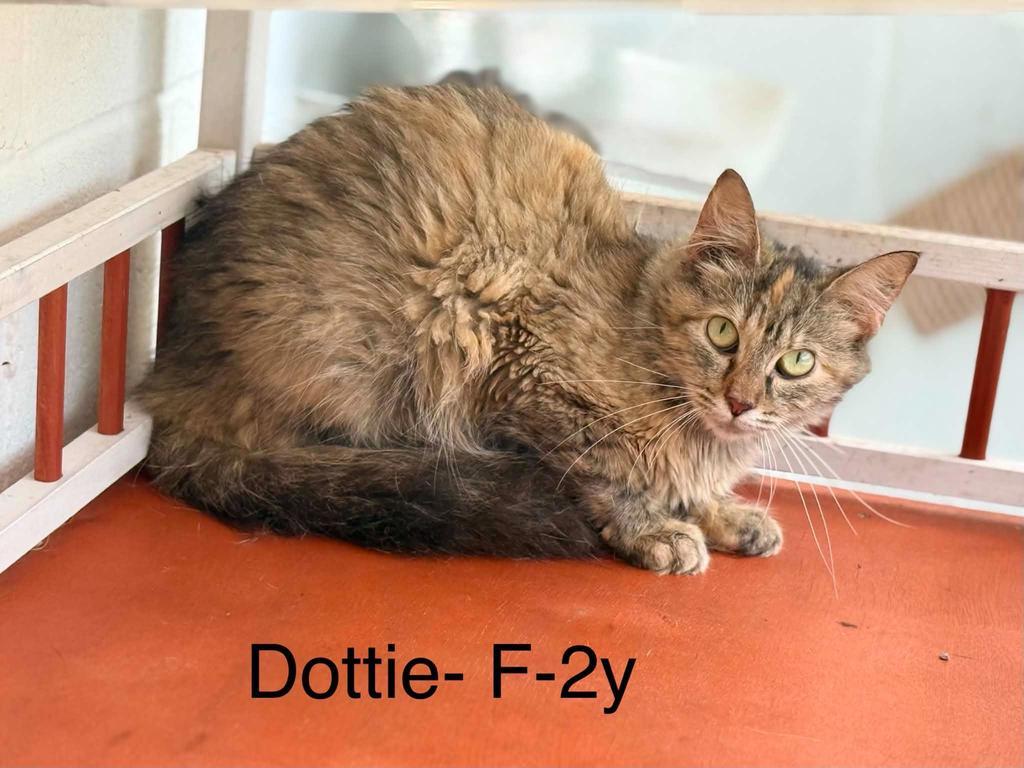 Enlarge dottie, a Adoptable mixed breed in Waverly, TN image 1/1
