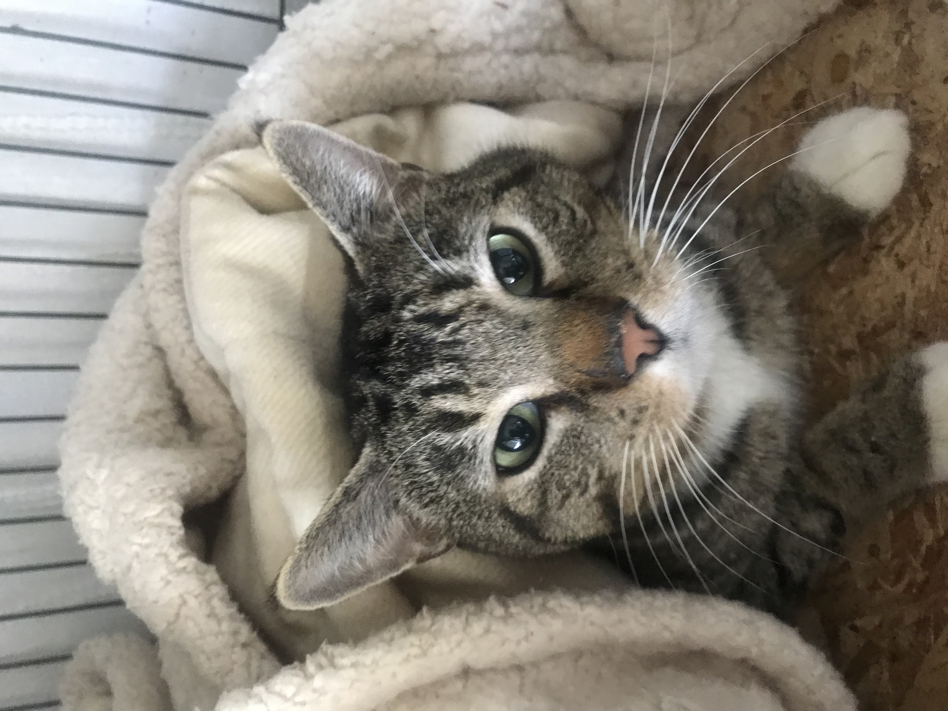 Tucker, Adoptable, Young Male Domestic Short Hair.