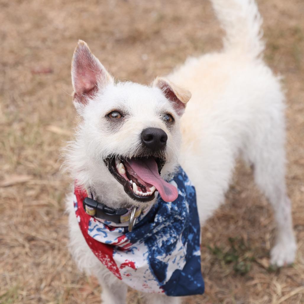 Blake, Adoptable, Adult Male West Highland White Terrier / Westie & Parson Russell Terrier.