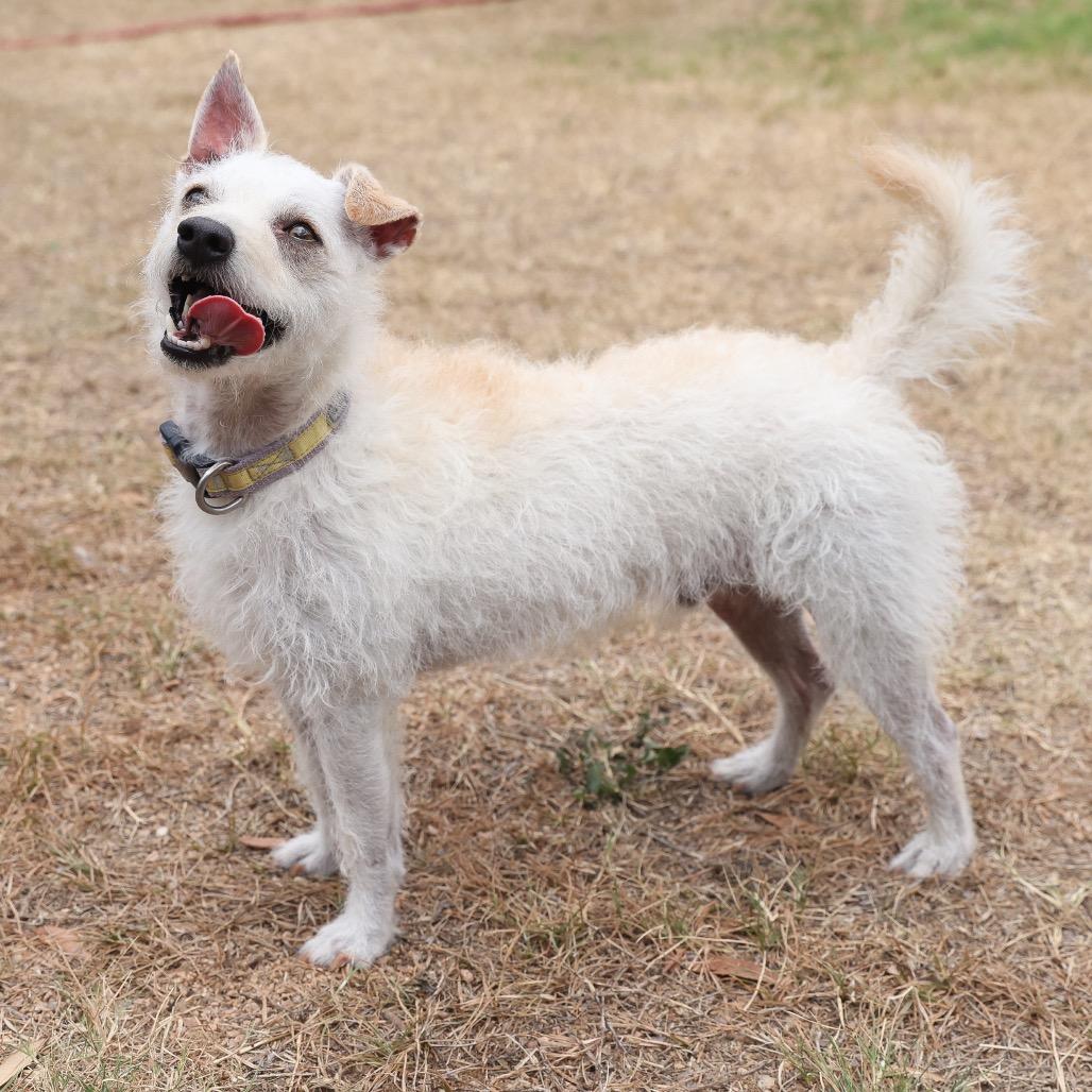 Enlarge Blake, a Adoptable mixed breed in San Antonio, TX image 2/6