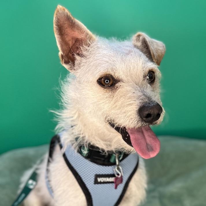 Enlarge Blake, a Adoptable mixed breed in San Antonio, TX image 1/6