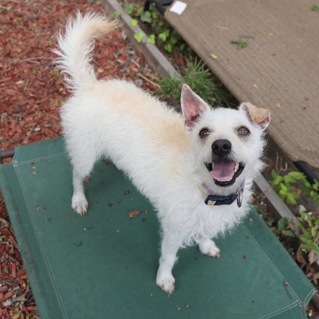Enlarge Blake, a Adoptable mixed breed in San Antonio, TX image 3/6