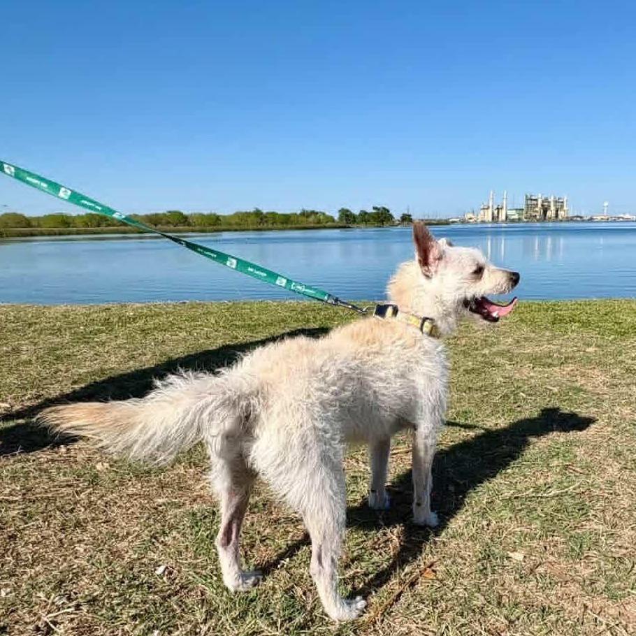 Enlarge Blake, a Adoptable mixed breed in San Antonio, TX image 2/6