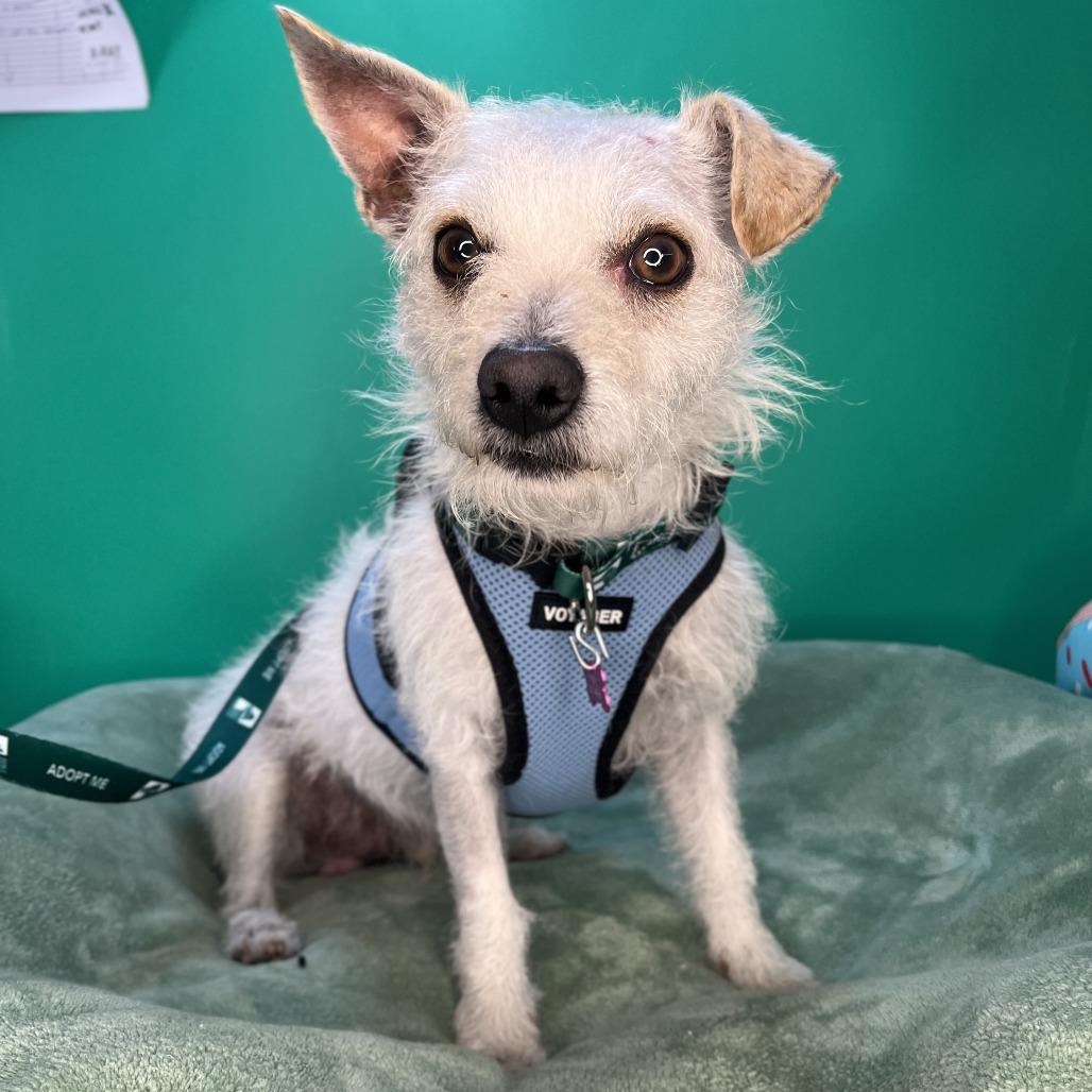 Enlarge Blake, a Adoptable mixed breed in San Antonio, TX image 2/6