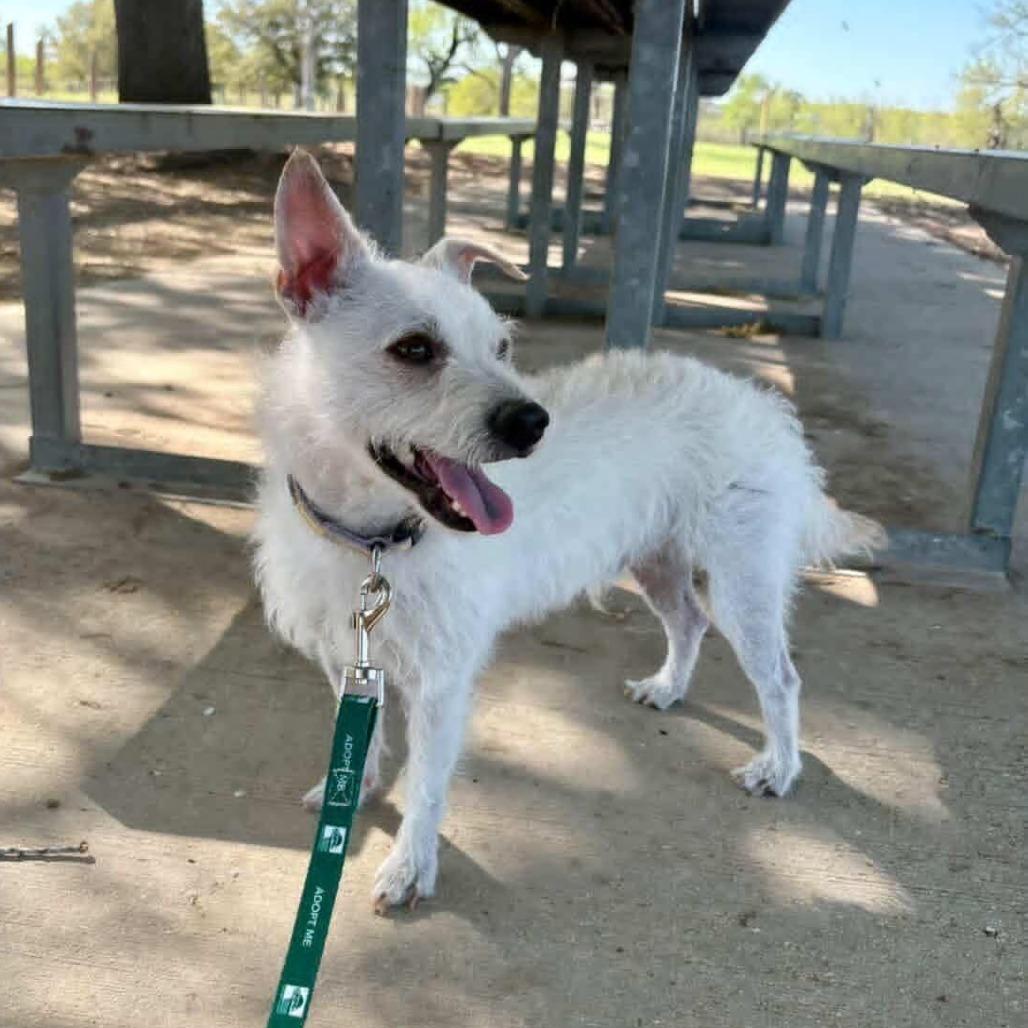 Enlarge Blake, a Adoptable mixed breed in San Antonio, TX image 4/6
