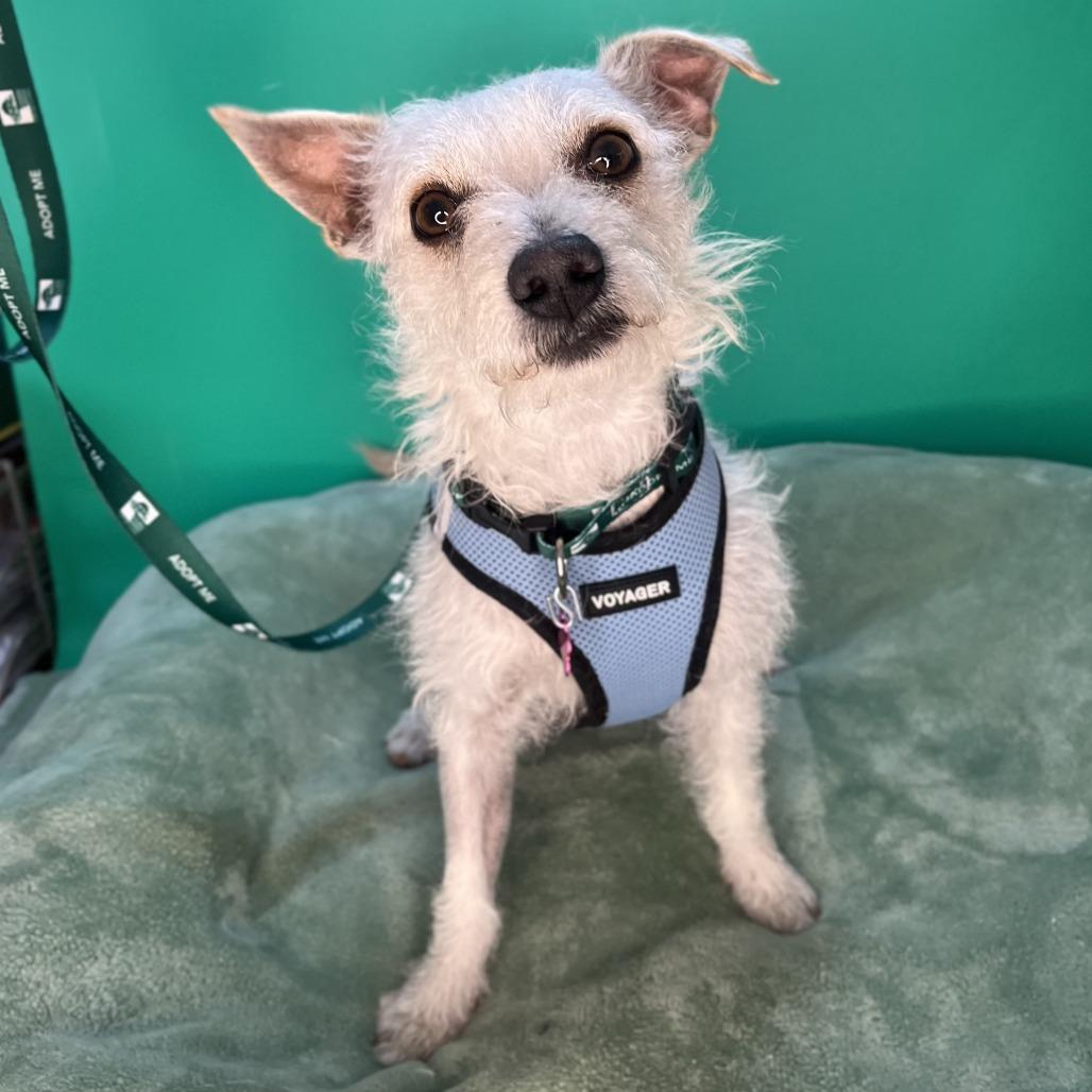 Enlarge Blake, a Adoptable mixed breed in San Antonio, TX image 3/6