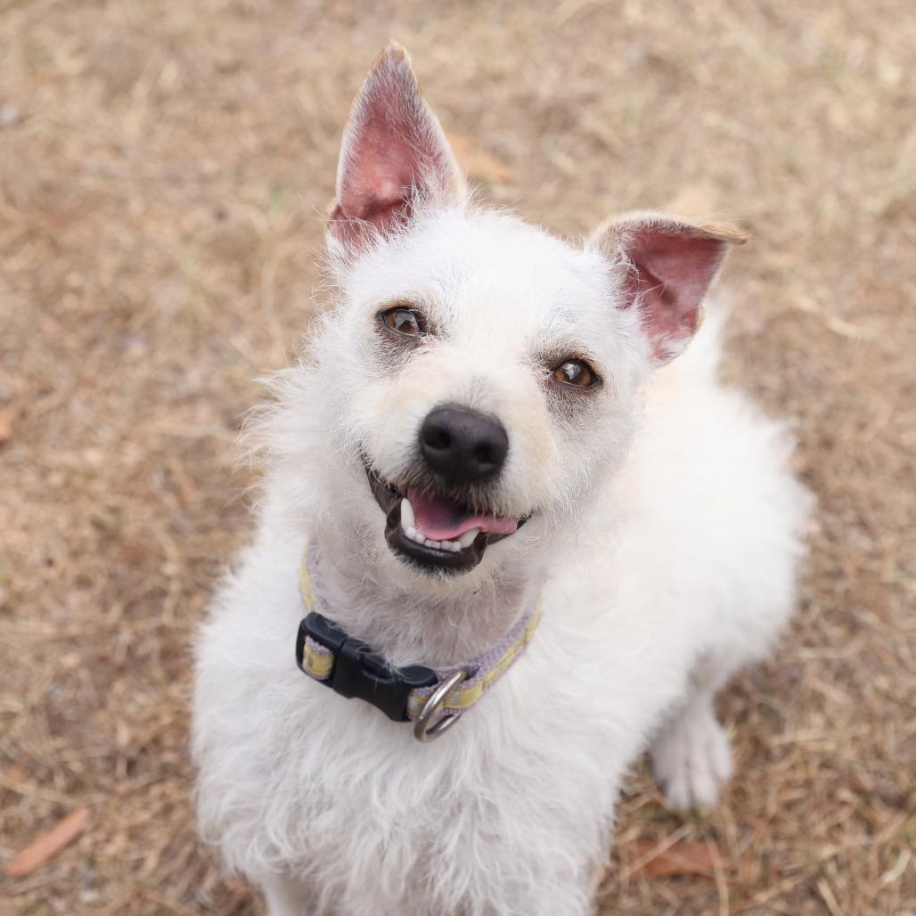 Enlarge Blake, a Adoptable mixed breed in San Antonio, TX image 4/6